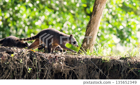 Crab eating raccoons exploring sierpe mangrove forest Crab eating raccoons exploring sierpe mangrove forest 135652349