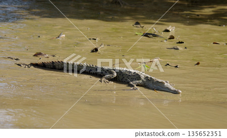 Crocodile resting in muddy sierpe mangrove river Crocodile resting in muddy sierpe mangrove river 135652351