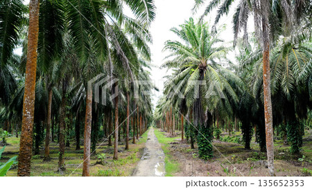 Palm oil plantation expanding tropical agriculture with monoculture Palm oil plantation expanding tropical agriculture with monoculture 135652353