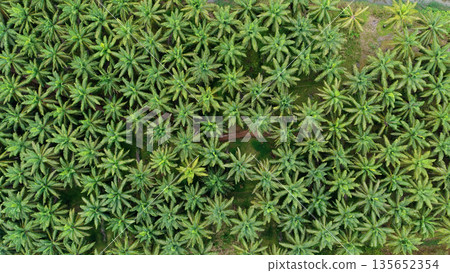 Palm oil plantation aerial view showing agriculture and deforestation concept Palm oil plantation aerial view showing agriculture and deforestation concept 135652354