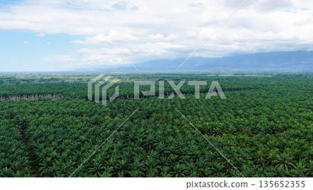 Extensive aerial view of palm oil plantations Extensive aerial view of palm oil plantations 135652355