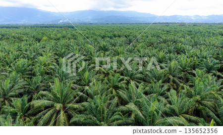 Palm oil plantation expanding across tropical landscape 135652356