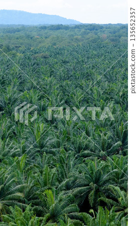Palm oil plantations altering tropical forest landscape Palm oil plantations altering tropical forest landscape 135652357