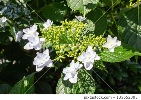 繡球花(煙火) 繡球花(煙火) 135652395