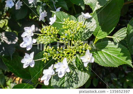 Hydrangea flowers (fireworks) Hydrangea flowers (fireworks) 135652397