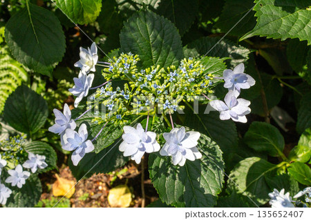 繡球花（煙火） 135652407