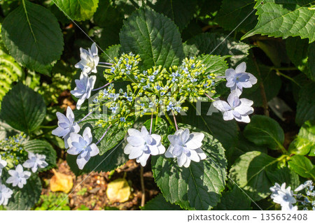 繡球花（煙火） 135652408