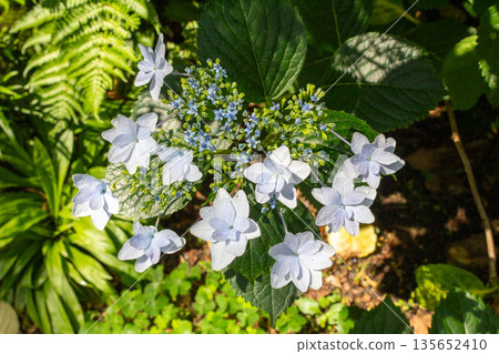 繡球花（煙火） 135652410