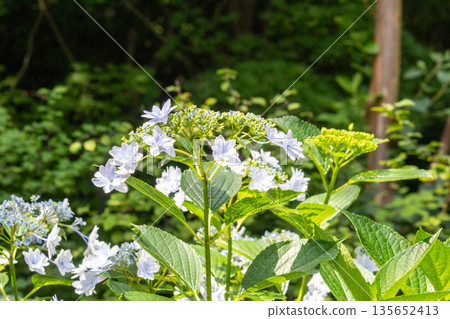 Hydrangea flowers (fireworks) Hydrangea flowers (fireworks) 135652413