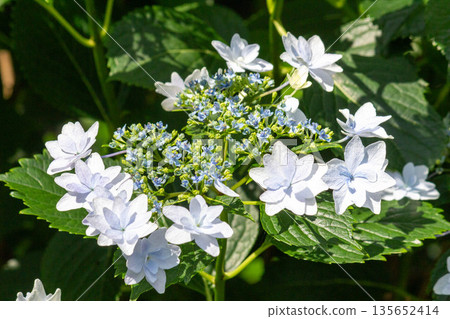 繡球花（煙火） 135652414