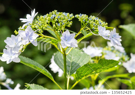 Hydrangea flowers (fireworks) 135652425
