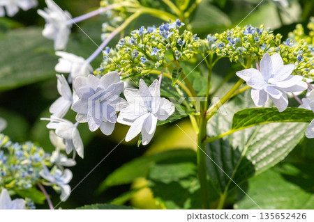 Hydrangea flowers (fireworks) Hydrangea flowers (fireworks) 135652426