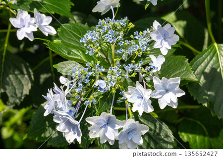 Hydrangea flowers (fireworks) Hydrangea flowers (fireworks) 135652427