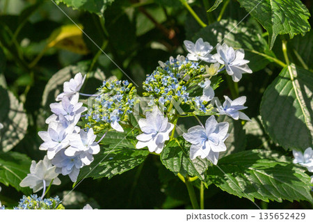 Hydrangea flowers (fireworks) Hydrangea flowers (fireworks) 135652429