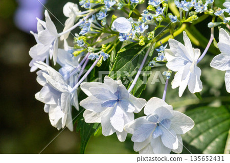Hydrangea flowers (fireworks) Hydrangea flowers (fireworks) 135652431