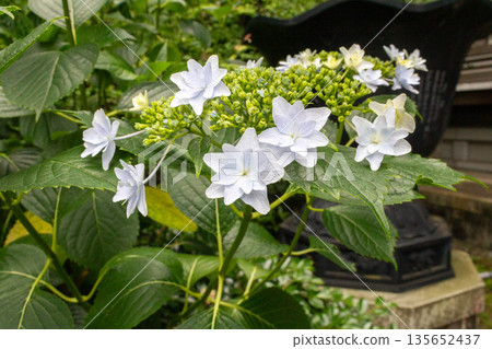 Hydrangea flowers (fireworks) 135652437