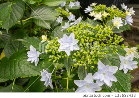 Hydrangea flowers (fireworks) Hydrangea flowers (fireworks) 135652438