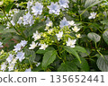 Hydrangea flowers (fireworks) 135652441