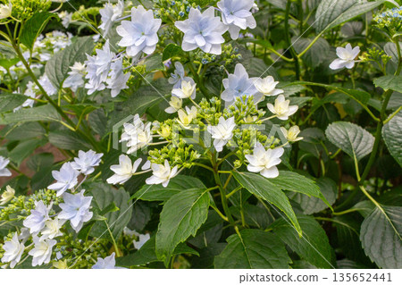Hydrangea flowers (fireworks) Hydrangea flowers (fireworks) 135652441