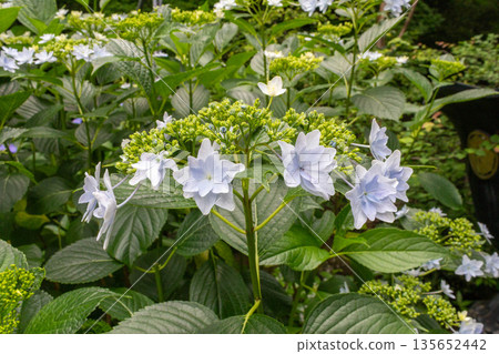 繡球花（煙火） 135652442