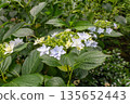 Hydrangea flowers (fireworks) 135652443