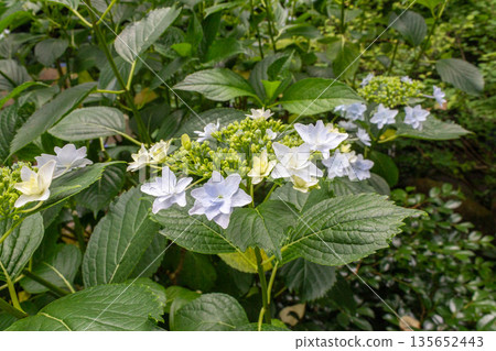 Hydrangea flowers (fireworks) Hydrangea flowers (fireworks) 135652443