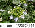 Hydrangea flowers (fireworks) 135652444