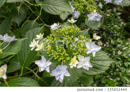 Hydrangea flowers (fireworks) Hydrangea flowers (fireworks) 135652444
