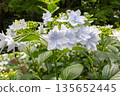 Hydrangea flowers (fireworks) 135652445