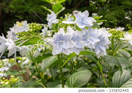 Hydrangea flowers (fireworks) Hydrangea flowers (fireworks) 135652445