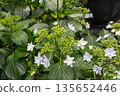 Hydrangea flowers (fireworks) 135652446