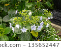 Hydrangea flowers (fireworks) 135652447