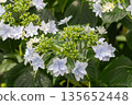 Hydrangea flowers (fireworks) 135652448