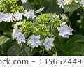 Hydrangea flowers (fireworks) 135652449