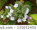 Hydrangea flowers (fireworks) 135652450