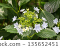 Hydrangea flowers (fireworks) 135652451