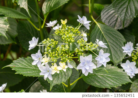 Hydrangea flowers (fireworks) Hydrangea flowers (fireworks) 135652451