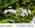 Hydrangea flowers (fireworks) 135652452