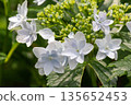 Hydrangea flowers (fireworks) 135652453
