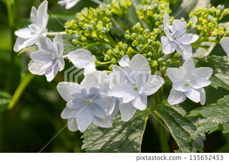 繡球花（煙火） 135652453