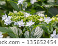 Hydrangea flowers (fireworks) 135652454