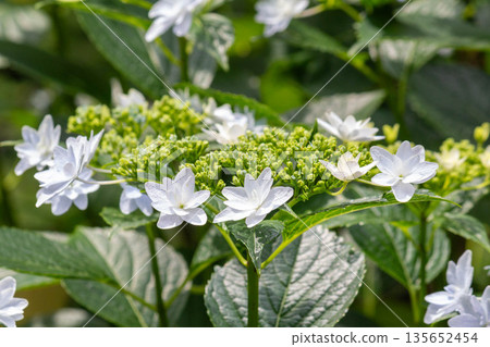 繡球花（煙火） 135652454