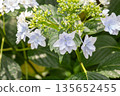 Hydrangea flowers (fireworks) 135652455