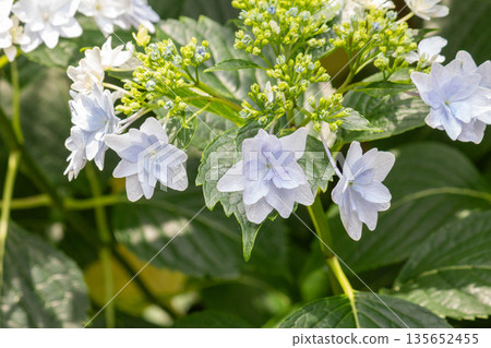 繡球花(煙火) 繡球花(煙火) 135652455