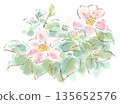 A watercolor illustration of a winter plant, a small and pretty pink Wabisuke camellia 135652576