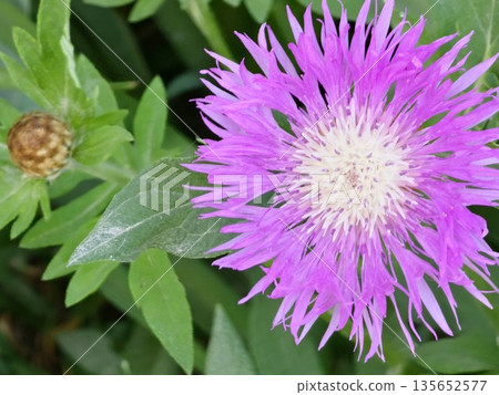 Psephellus dealbatus Psephellus dealbatus is herbaceous plant, a species of the genus Psephellus , family Asteraceae 135652577