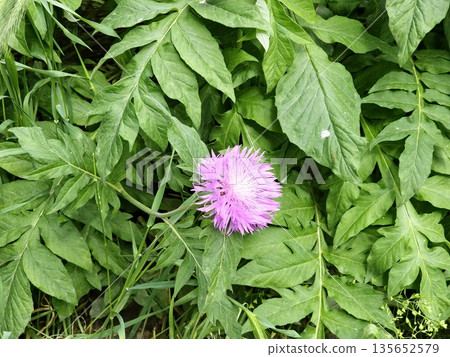 Psephellus dealbatus Psephellus dealbatus is a herbaceous plant, a species of genus Psephellus , family Asteraceae 135652579