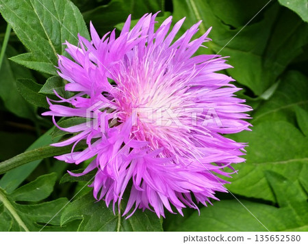 Psephellus dealbatus Psephellus dealbatus is herbaceous plant, species of the genus Psephellus , family Asteraceae 135652580