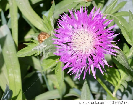 Psephellus dealbatus Psephellus dealbatus is a herbaceous plant, a species of the genus Psephellus , family Asteraceae 135652583