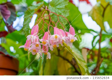 Pink begonia flowers with sparkling water droplets. Fresh greenhouse plants. Pink begonia flowers with sparkling water droplets. Fresh greenhouse plants. 135652634